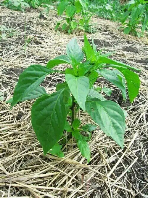 ������ �� ����� ������������ ������� ����� ����� �������: ������ ��������