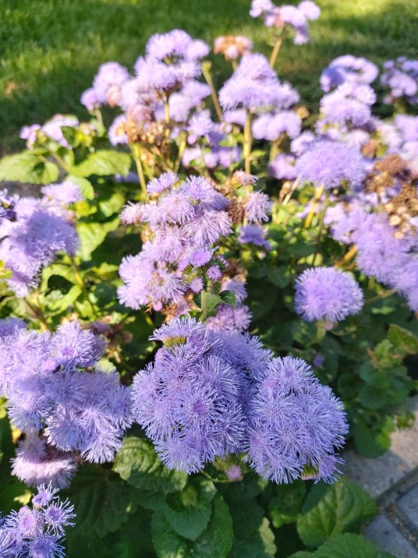 ������ � ����� ��� ��������: ����� ������������� ����� �������