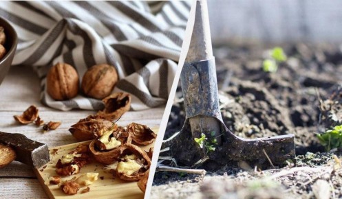 Скорлупа грецкого ореха: полезное удобрение для вашего сада
