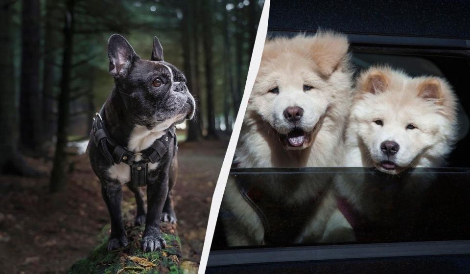 Какие собаки имеют самый сильный запах? Обзор мнений и фактов