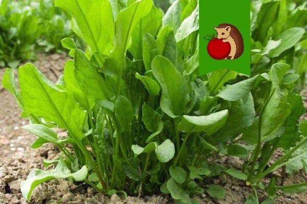 Почему щавель стоит посадить на даче: 5 невероятных преимуществ