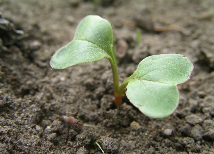 Почему август — идеальное время для посадки редиски