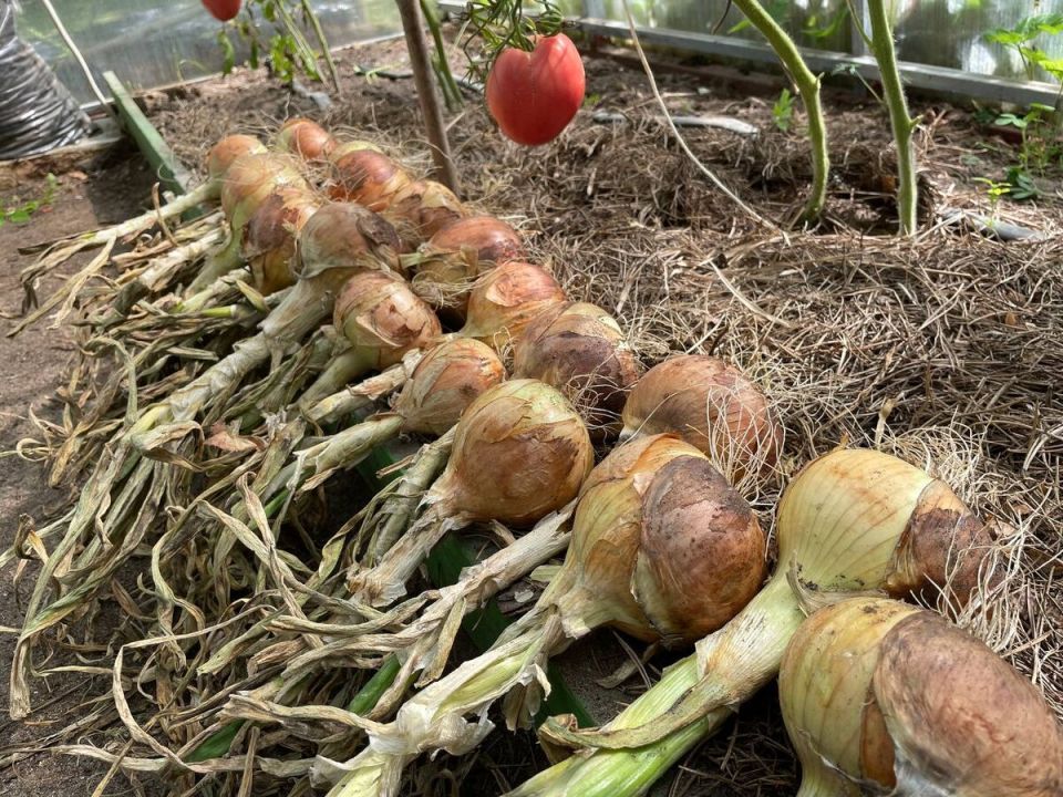 ������� ���� �� ���� ������: ��� ��������� �������� ��� � �������� ������� �� ����������