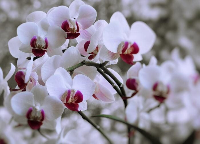 Как правильно подкармливать орхидеи: секреты и советы для здоровых растений