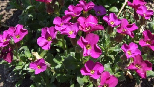 ��������: ������������ �������� ��� ������ ����