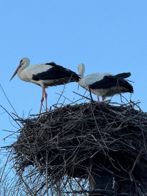 ����� � ���������. ����: ����������