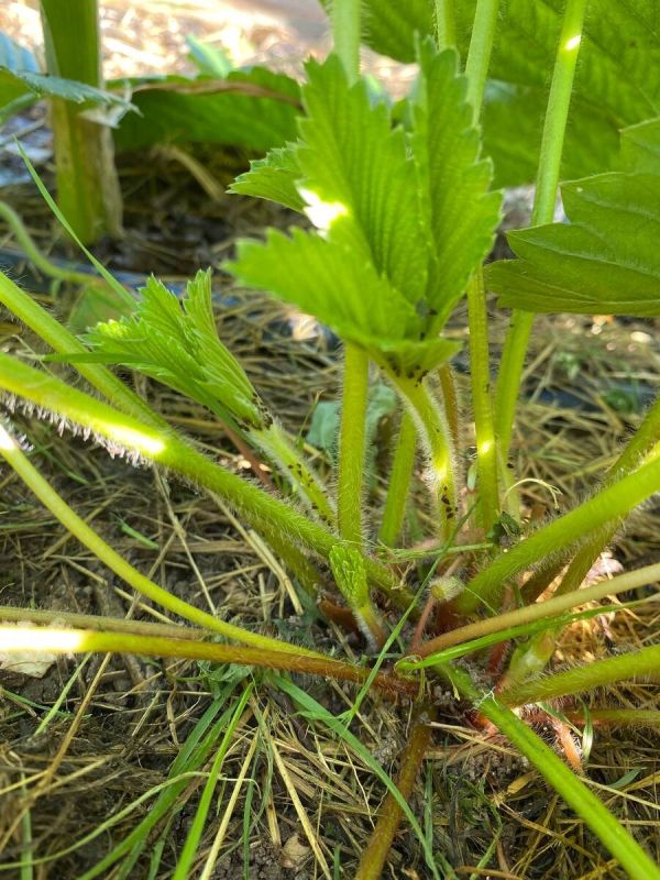 ��� ���������� �������� ���� ������ ������� �� ���