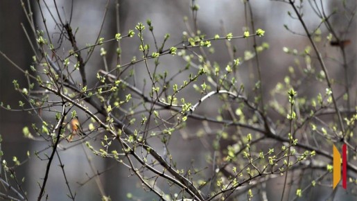 В Воронеж после Пасхи придет потепление
