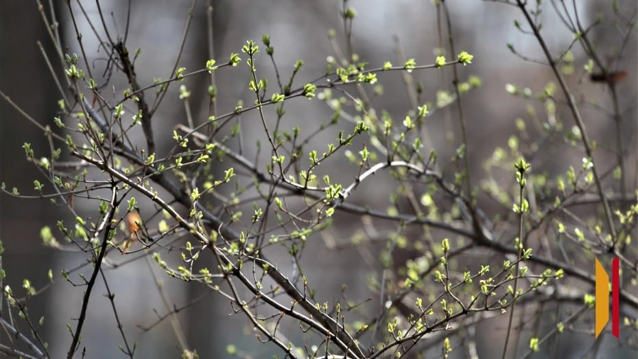В Воронеж после Пасхи придет потепление