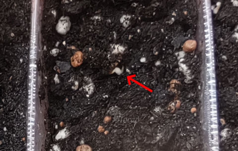 ������ �� ����� ����������� ��������� ������ � �������� �����: ���� � ����������