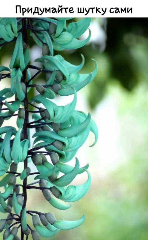 ������ ��������, ������� �������� ����� �������������