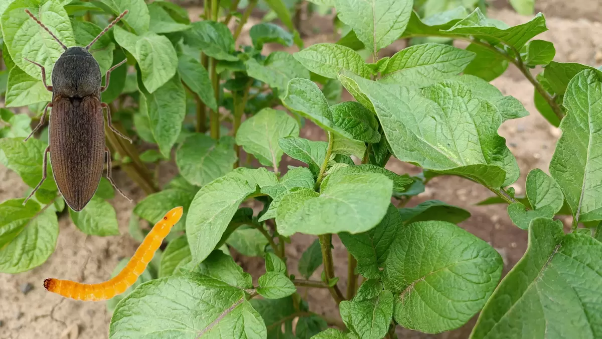 Уроки борьбы с проволочником: эффективные методы для дачников