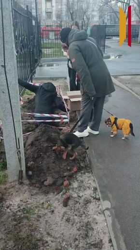 Воронежцы спасли попавшую в западню ондатру