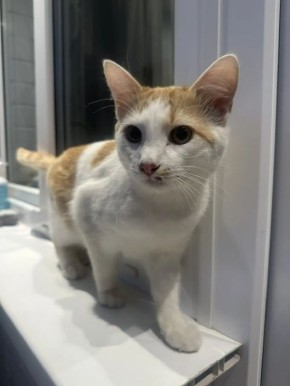 В Воронеже котик застрял на верхушке дерева