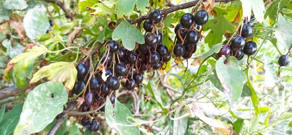 ������� �������� ������ ������ ��������� � �������������� ���������� �����