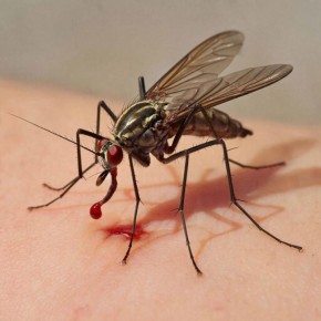 ������ ������ ���������� �������������� ������� � ����������� �������