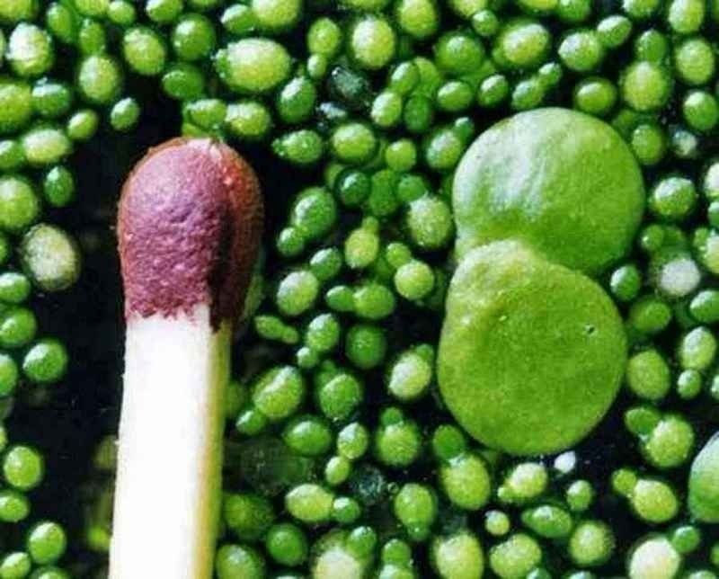 ������������ �������: ����� ��������� ������ �� �������