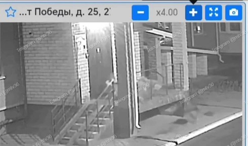 Стая собак держит в страхе целый район Новой Усмани!