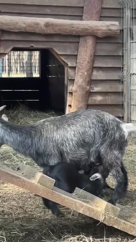 �� ������ ���������� ������������ �������� �������� ����������� ������� � ������