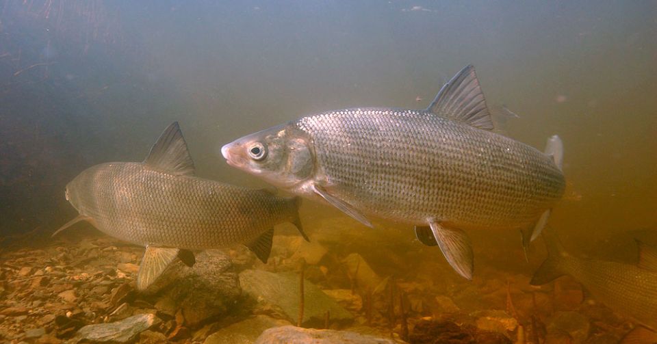 ������: �������� ��������� � ��� ������������ ���