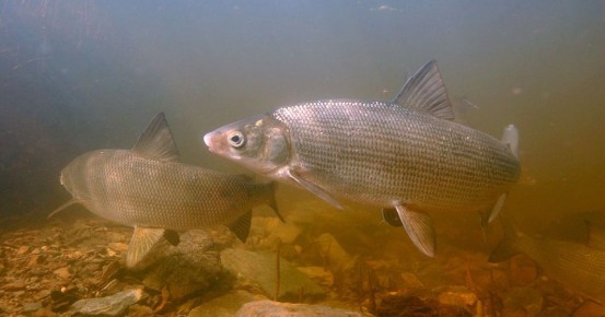Муксун: Северный деликатес и его удивительный мир