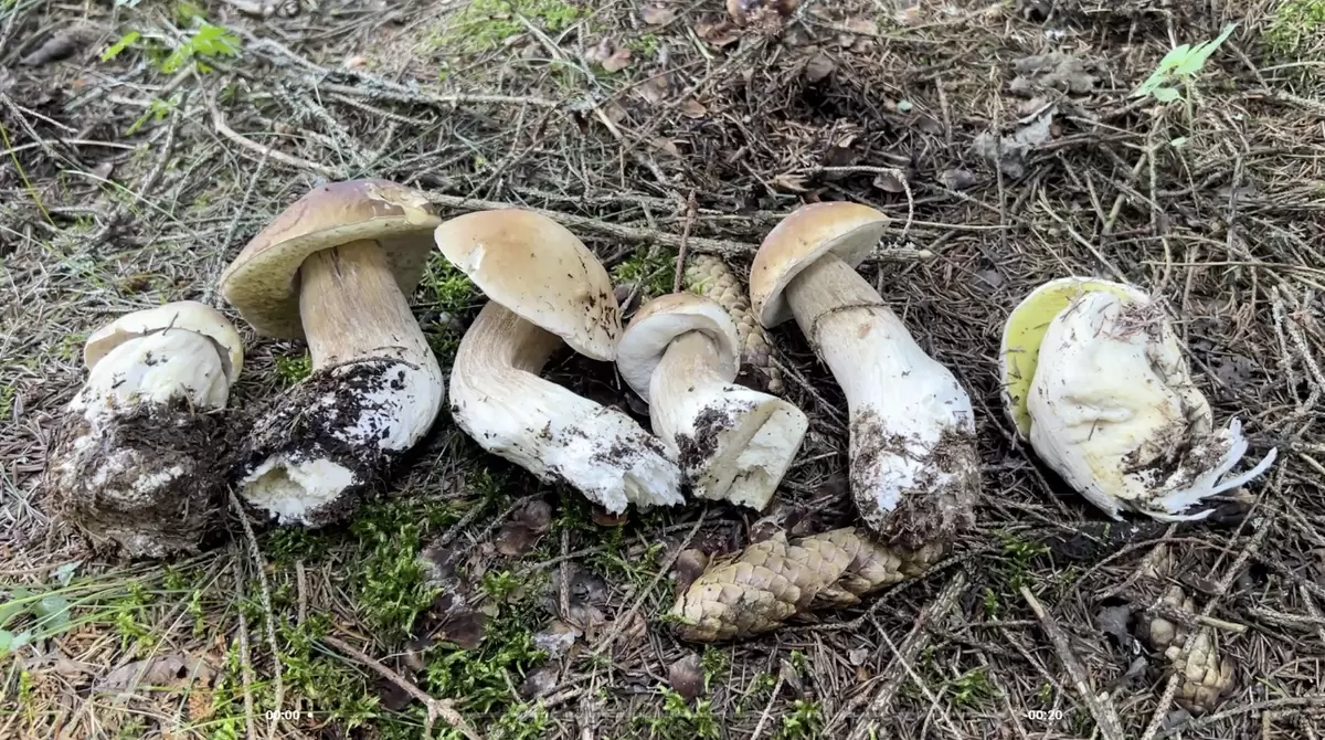 Летние грибы: открытие молочной коровки в Смоленской области