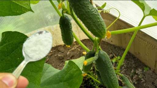 ��� ���� ����� ��������� ����� ������ ��� ������ �������