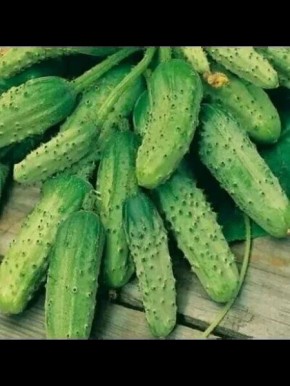 Огурец Степка: скороспелый гибрид для вашего огорода