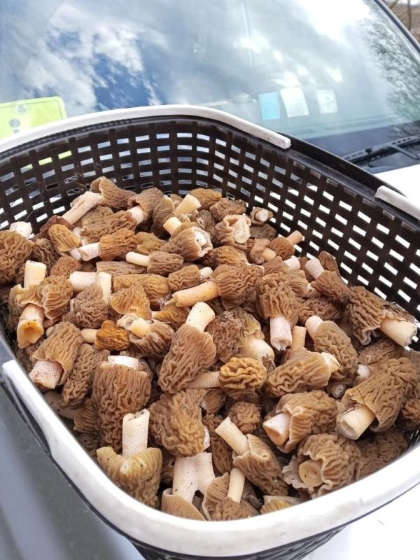 ����������� �������� �������� � ������� ������ ��������