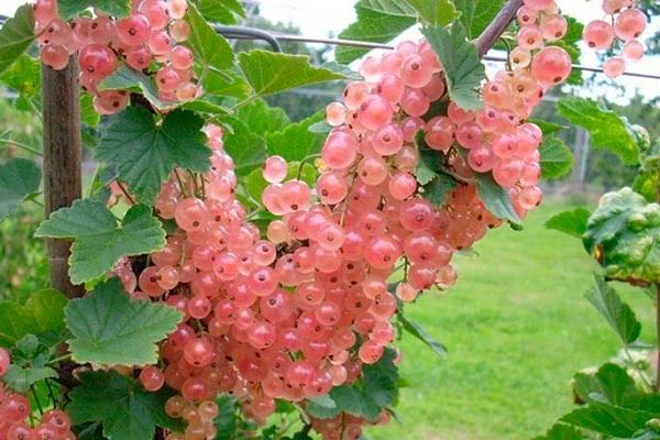 ����������� ������� ���������: ��������� ����� ��� ��������� � ��������