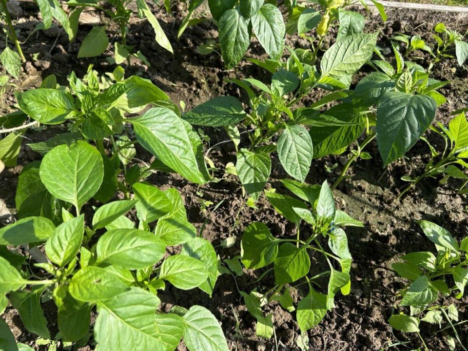 ��� ��������� ������� ����� ���� � ������� ������: ������� ��������� ������