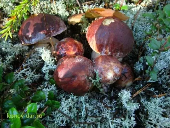 Разоблачение мифов о грибах: истинные и ложные подделки в лесу