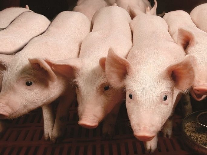 ������������ ������� �������� ��������