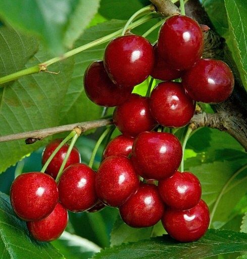 �������������� ������� ��������: ������� ���� � ������ ������