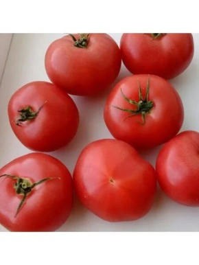 Томат Павловская роза: как вырастить вкусный урожай без хлопот