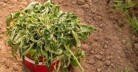 ��� ����� ����� ����������� ��� ������: ������������ ������� ���������� ������������ ��������