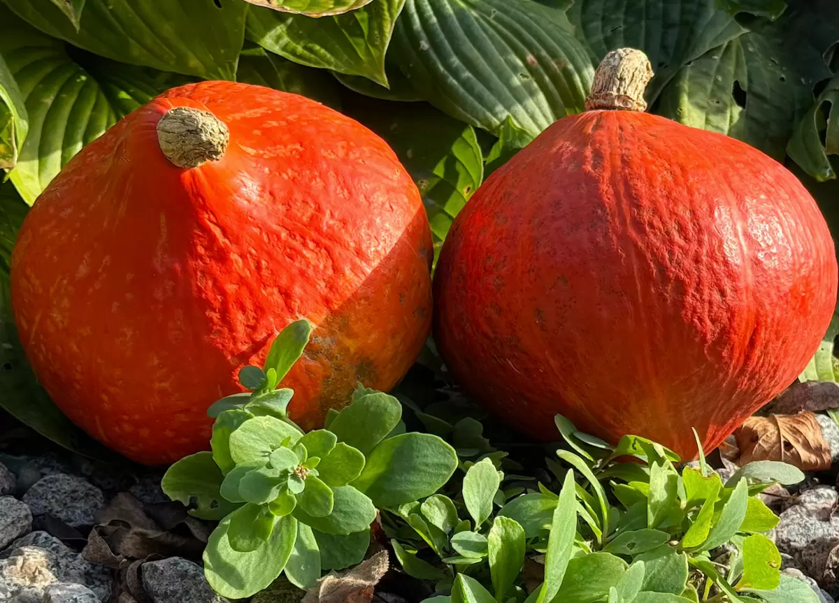 Тыквенные горшочки с курицей