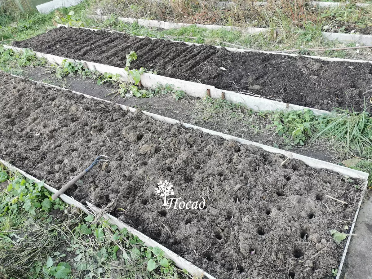 Искусство подзимних посевов: Как избежать распространённых ошибок