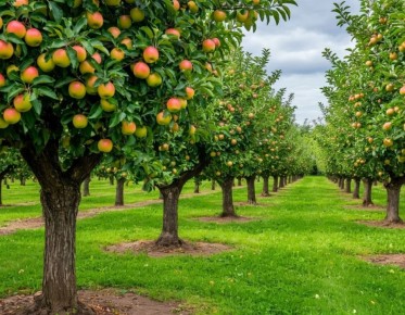 Как избежать ошибок: вред азотных удобрений для плодовых деревьев летом