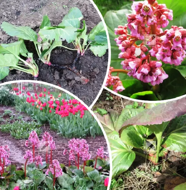 Когда весна стучится в двери: пересадка бадана в период цветения