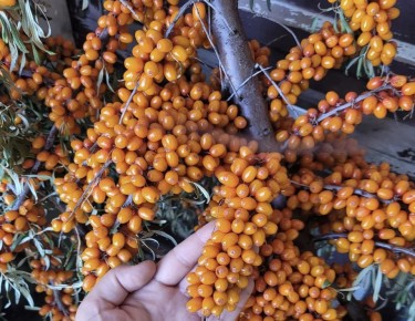 Облепиха: Суперфуд или кислый кошмар?