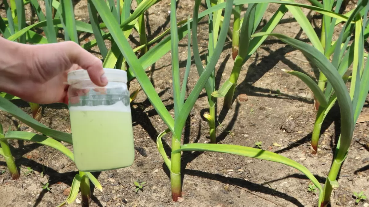 Секреты успешного выращивания чеснока: как дрожжи могут решить ваши проблемы