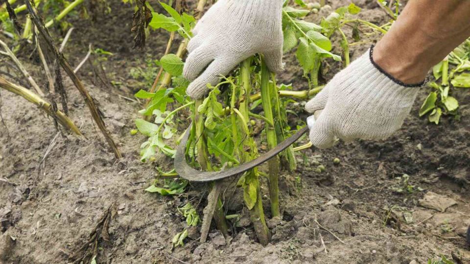 ��� ��������� ������ ����� ���������: ������ ��� ��������