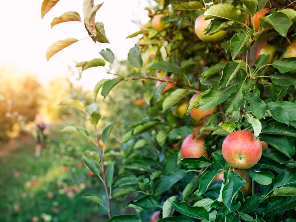 ��� ��������� ���������� �������� ������� � ����� ��� �������� ������