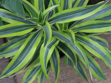 Как драцена может преобразить ваш дом