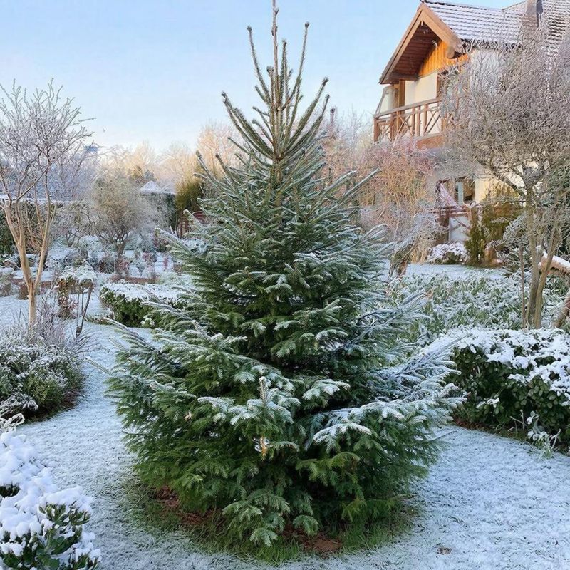 ��� ������ ������ ����� ������ ��� ��������� ������ �������?