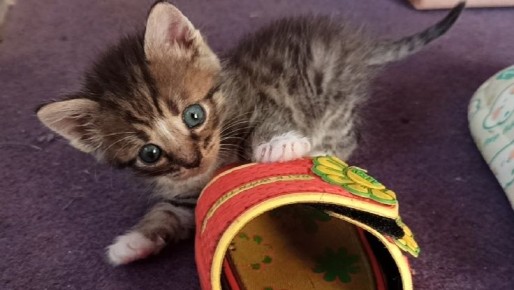 ��� ������� ��������� ������� ��� ������ �������: ������������ �����������