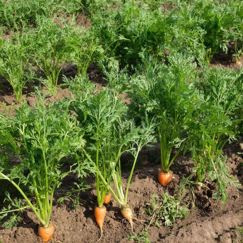 ������ ���� ������� �� ������? 7 ������, ������� ������ ������