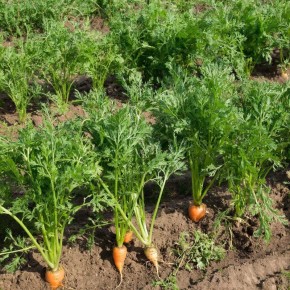 Почему ваша морковь не радует? 7 ошибок, которые мешают урожаю