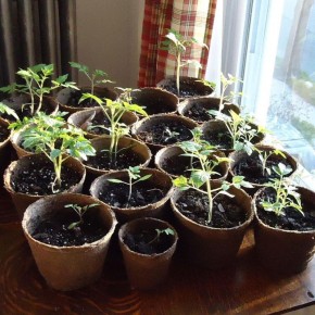 Эффективные методы для повышения всхожести семян: ускорьте прорастание!